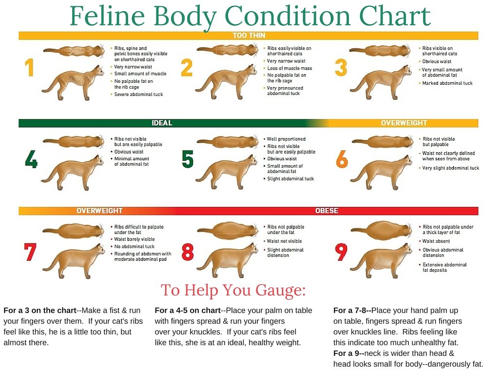 Body-Condition-Feline-Chart.jpg