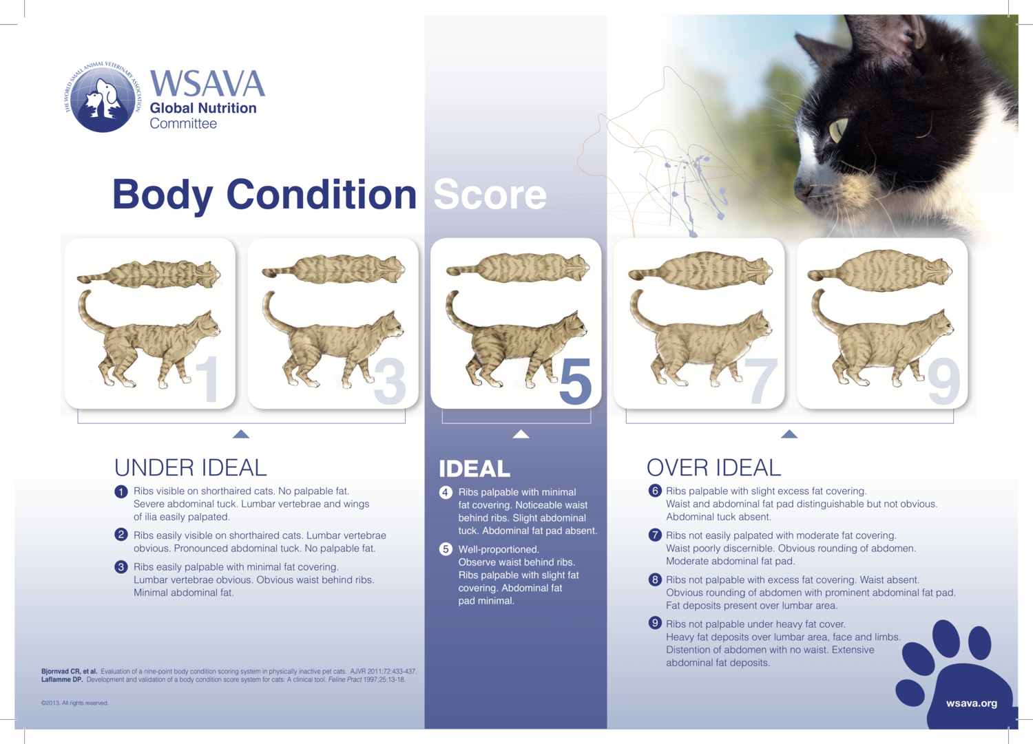 Body+condition+score+chart+cats.png