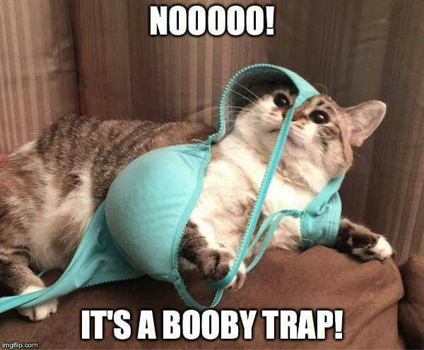 booby-trap-cat-memes.jpg