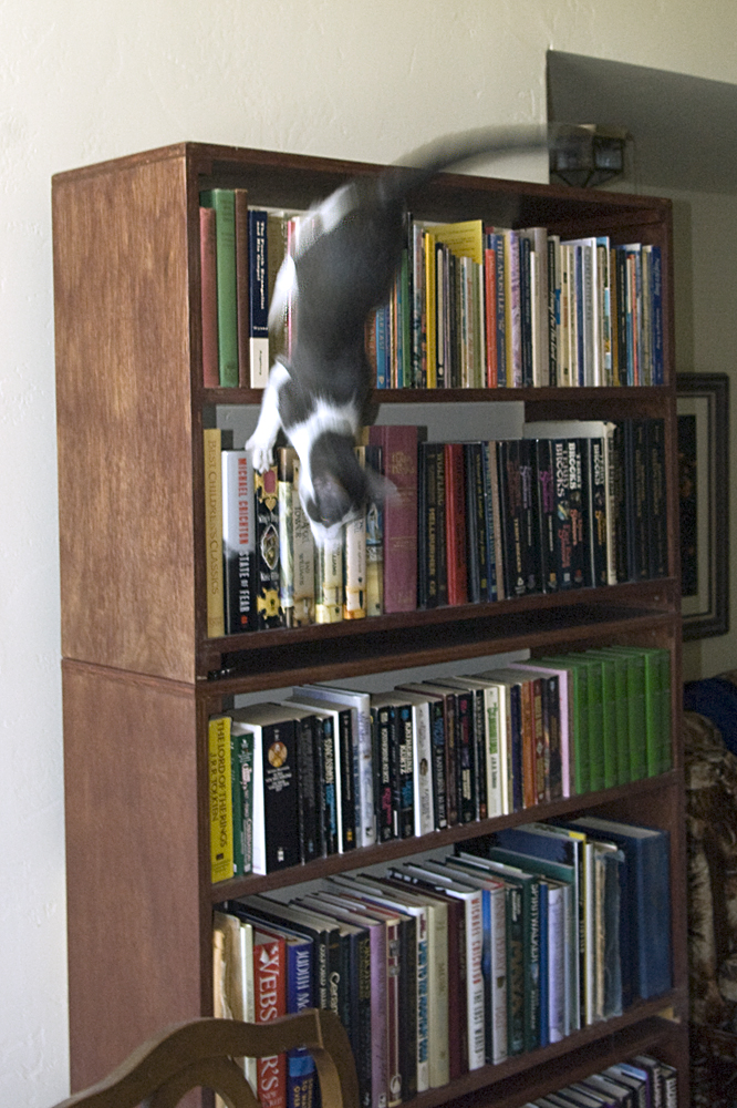 Bookcase Cat Scan.jpg