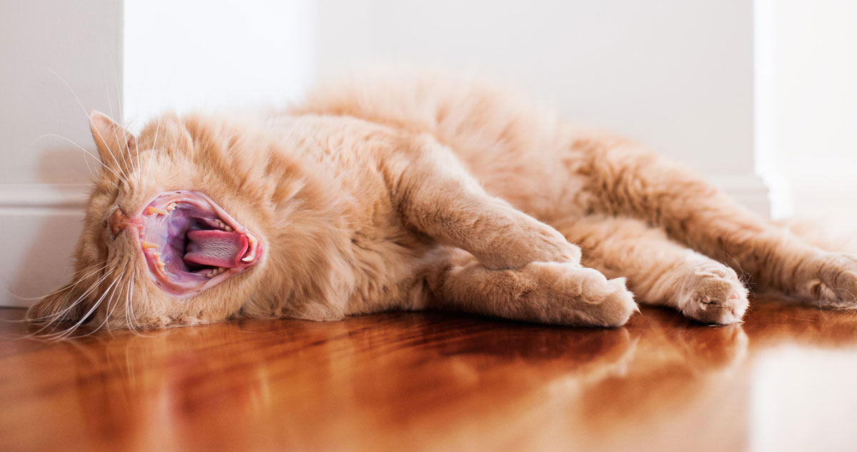 Bored Cat? What Cat Owners Need To Know (including 10 Actionable Tips) –  TheCatSite Articles