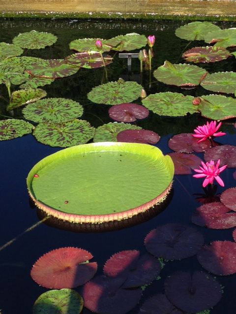 Botanic garden-lily pond.jpg