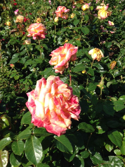 Botanic garden-peach roses.jpg