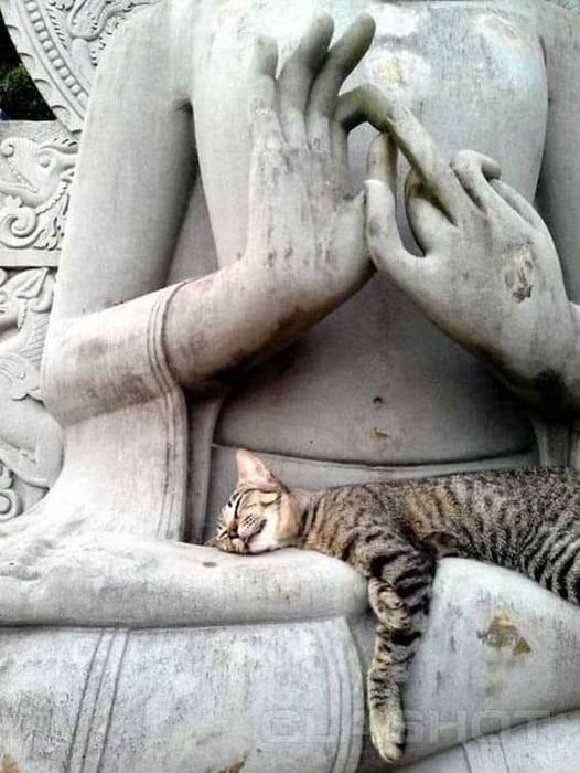 buddha cat.jpg