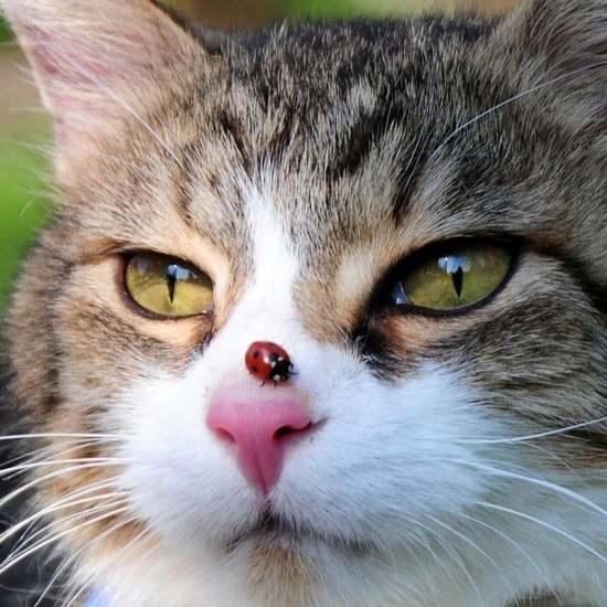 Bugging-Me-Ladybug-on-cat-nose-attb-reddit.jpg