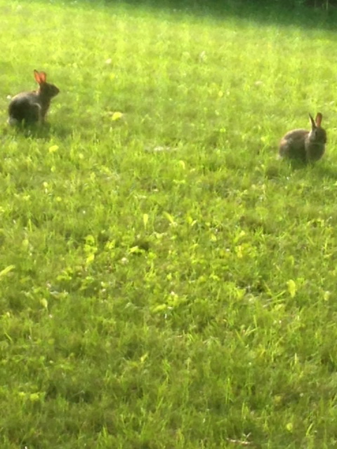 Bunnies in yard.jpg