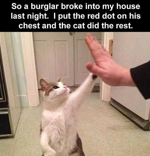 burglar-red-dot-cat-high-five.jpg