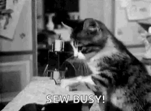 busy-cat.gif