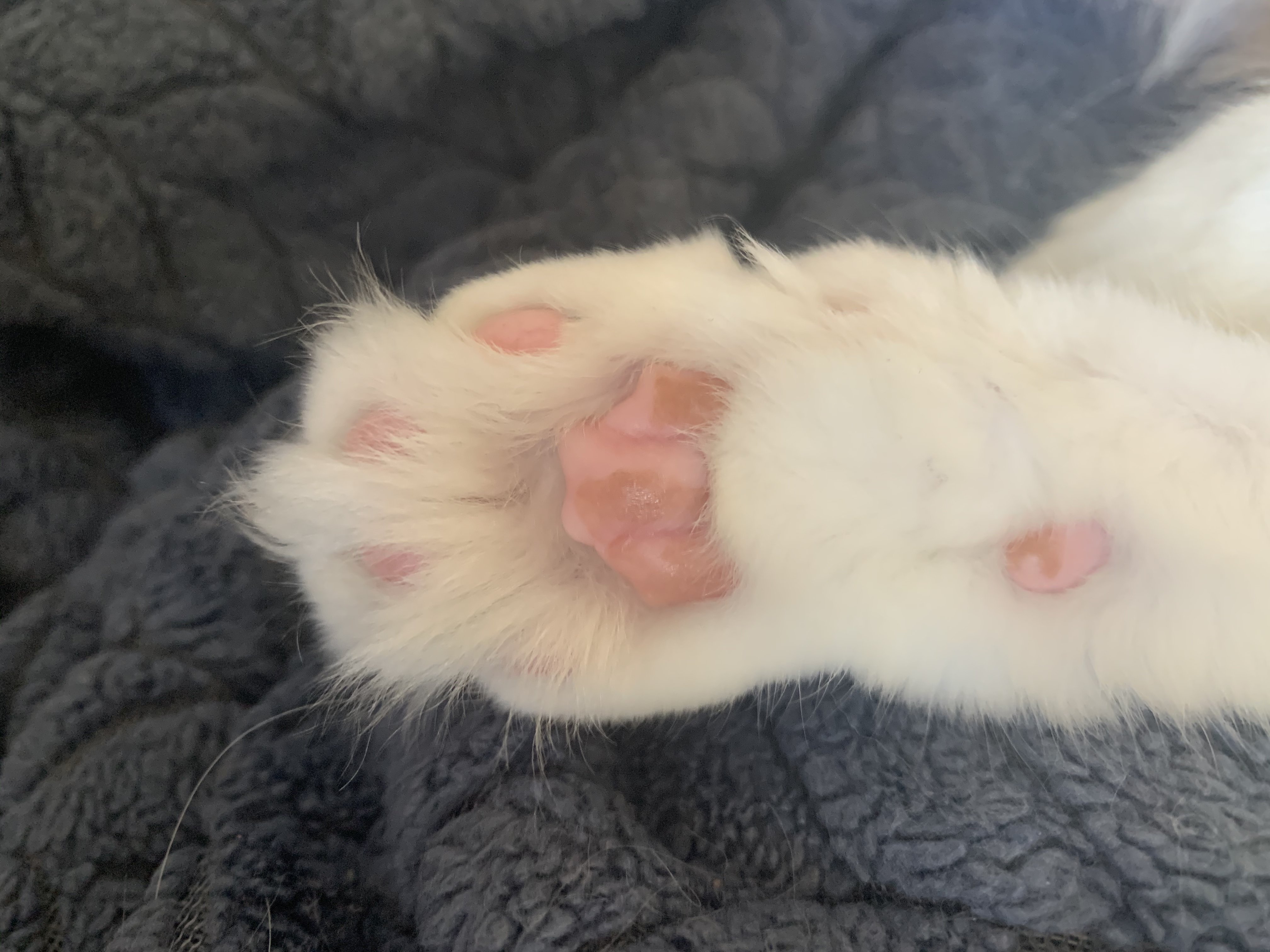 Does anyone know what the discoloration on the bottom of cat’s paw is