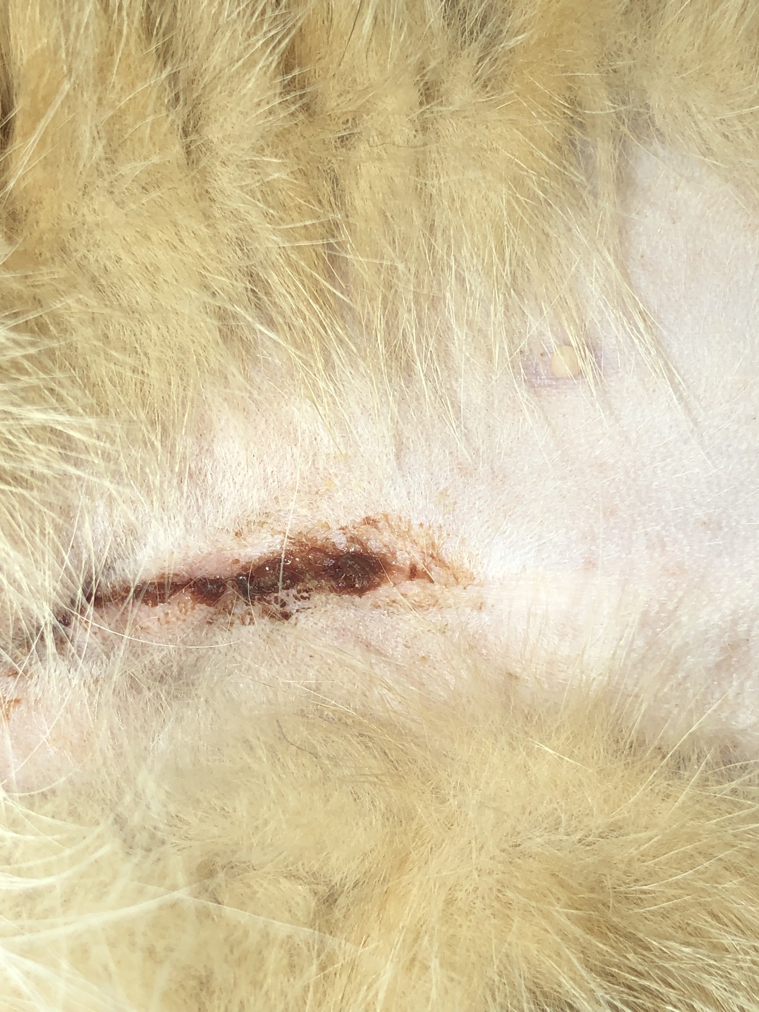 Opinions On Spay Incision? TheCatSite