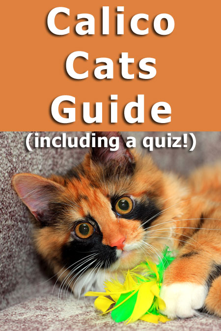 The complete guide to calico cats