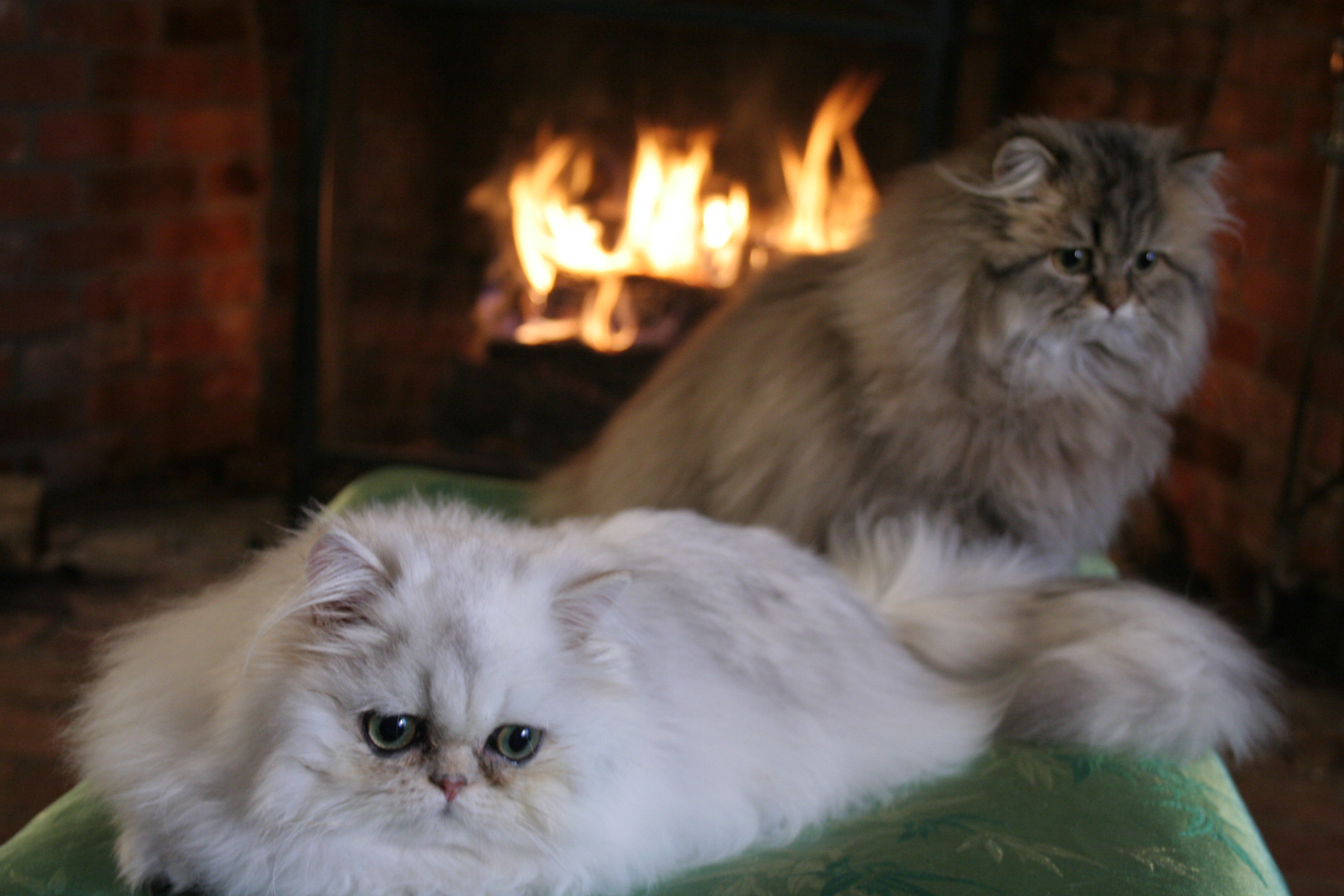 Camie and Foxy chilling by the fire.JPG