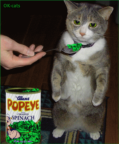 Captioned Cat GIF • Cmon kitty spinach is good for  your health DO NOT WANT.gif