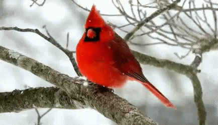 cardinal-snowing.gif