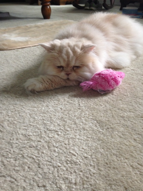Carleton sleep pink mouse.jpg