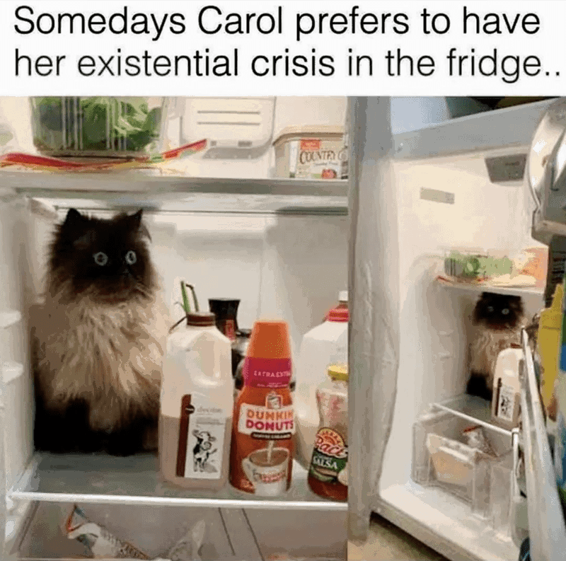 carol-prefers-have-her-existential-crisis-fridge-extract-dunkin-donuts-country-c-przy-salsa.png