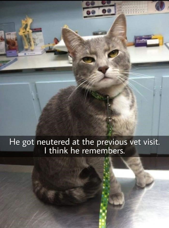 cat-0-he-got-neutered-at-previous-vet-visit-think-he-remembers.jpeg