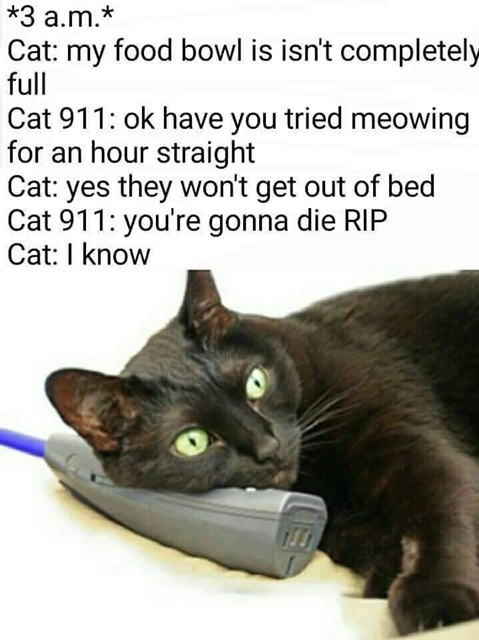 cat 911.png