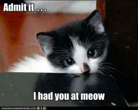 cat-admitit-had-at-meow-icanhasohee2burger-oom.jpeg