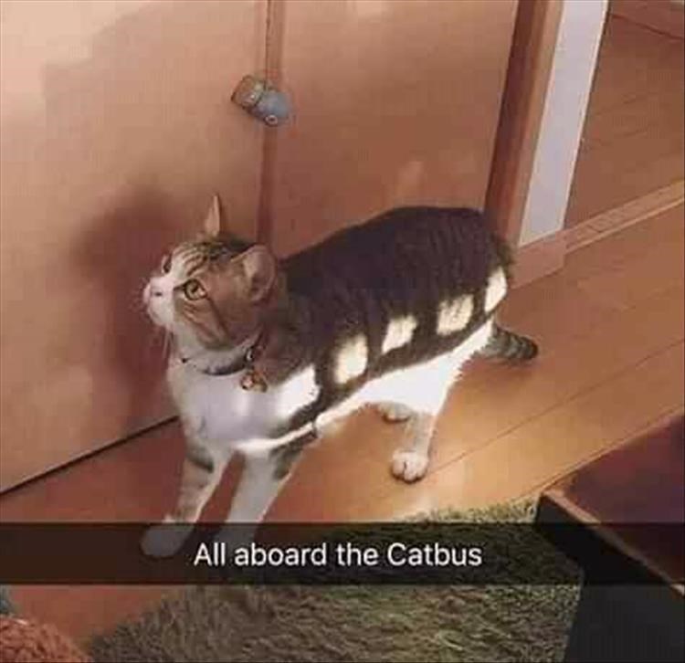 cat-all-aboard-catbus.jpg
