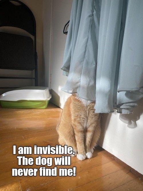 cat-am-invisible-dog-will-never-find.jpeg