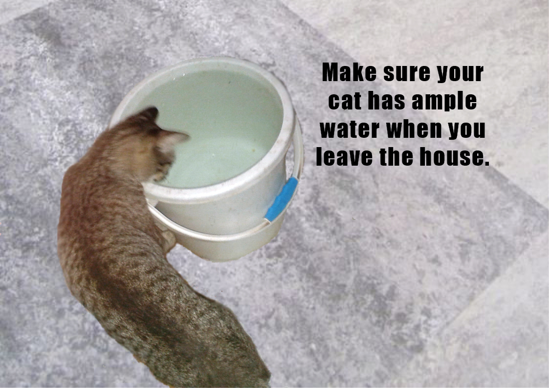 cat ample water.jpg