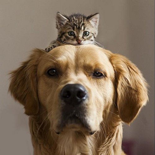 cat and dog.jpg