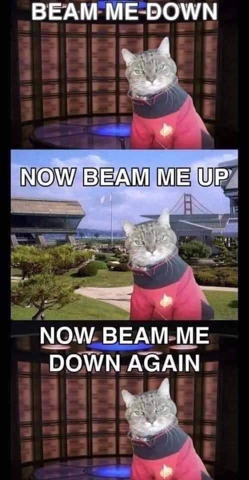 cat beam.jpg