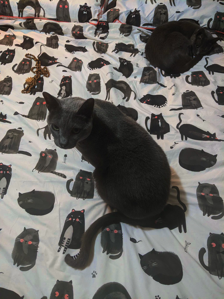 cat bedspread.jpg