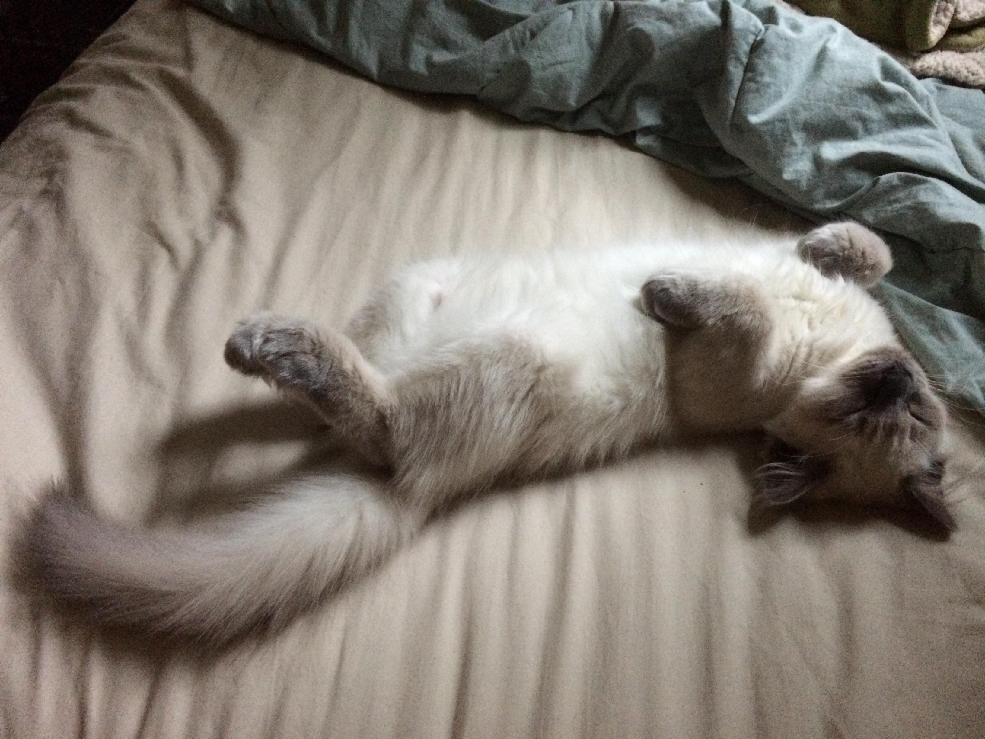 cat belly.jpg