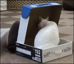 Cat-box-traps.gif