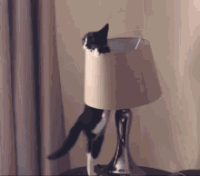 cat-cat-lamp.gif