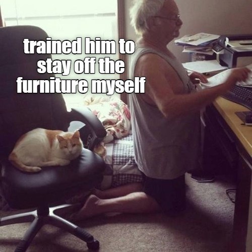 cat chair.jpg