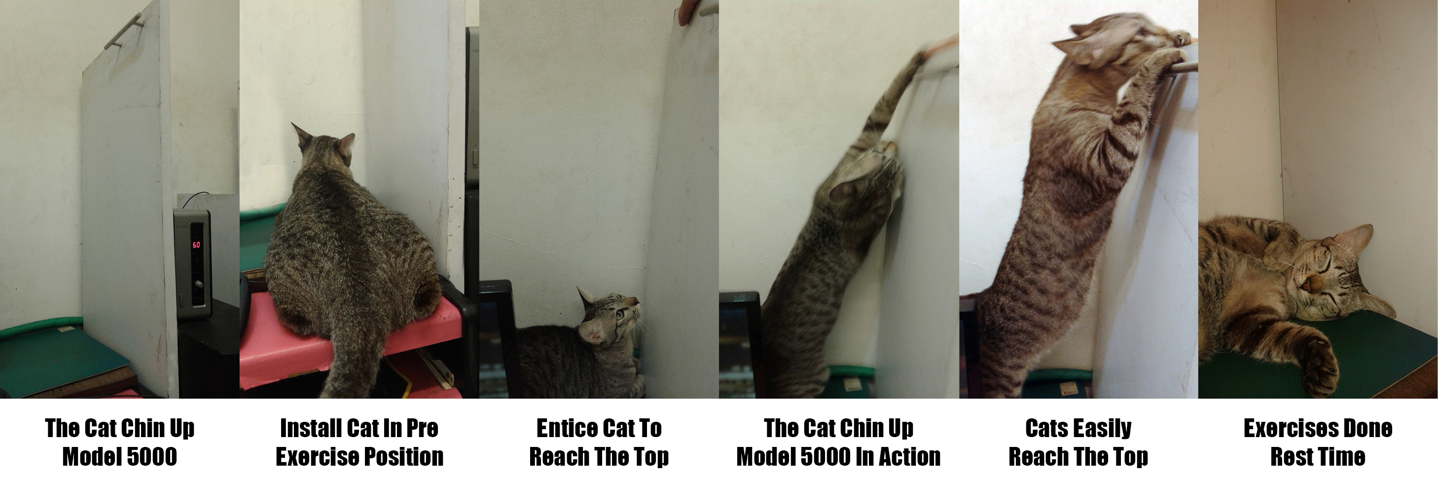 cat chin up model 5000.jpg