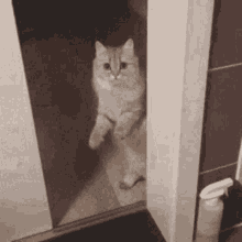 cat-close-door.gif