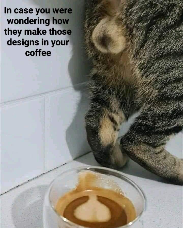 cat coffee.jpg
