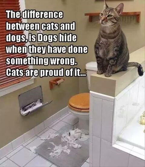 cat-difference-between-cats-and-dogsis-dogs-hide-whenthey-have-done-something-wrong-cats-are-p...jpg