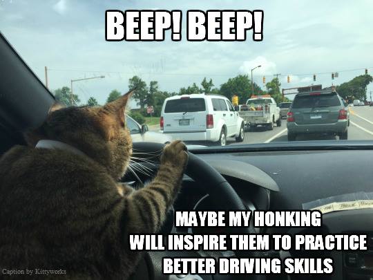 cat drives.jpg