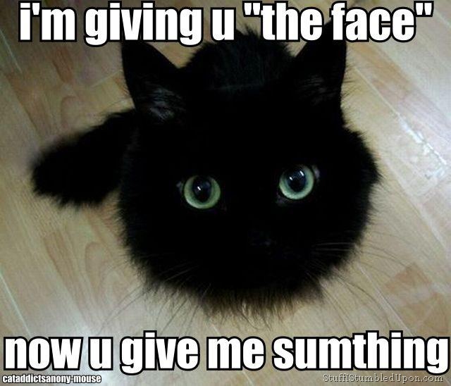 Cat-Face-cute-cat-meme.jpg
