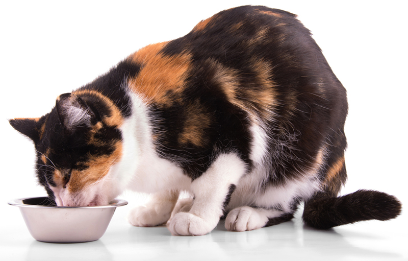 How long does it take to feed your cat?