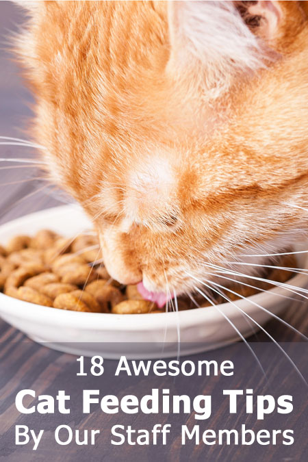 18 Awesome Cat Feeding Tips By Thecatsite Staff Members