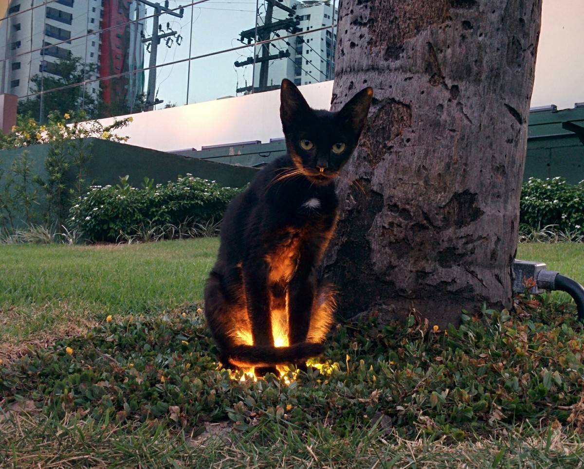 cat-glowing-from-below-63249.jpeg