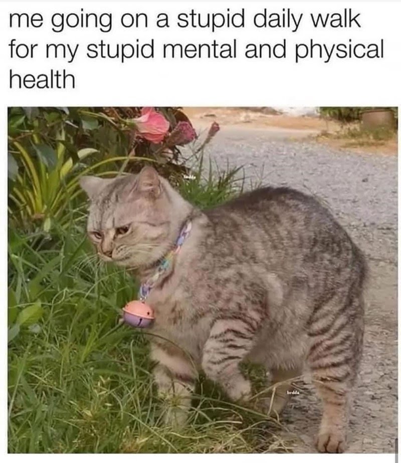 cat-going-on-stupid-daily-walk-my-stupid-mental-and-physical-health-bridda.jpeg