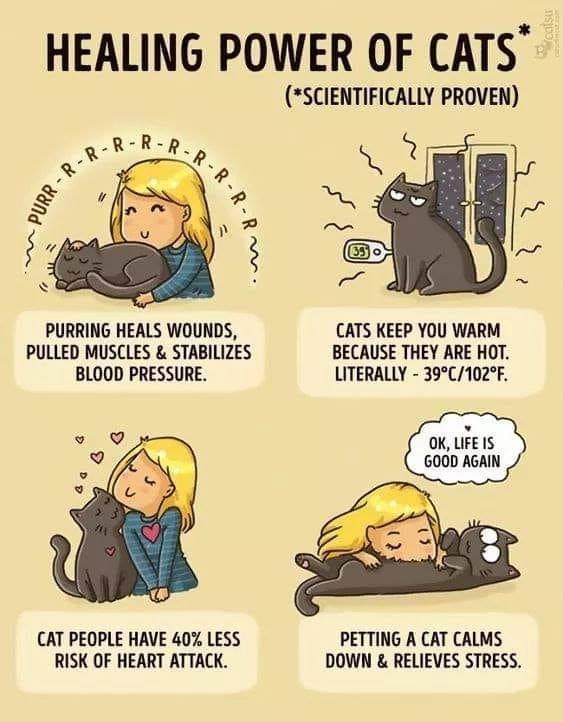 Cat health.jpg