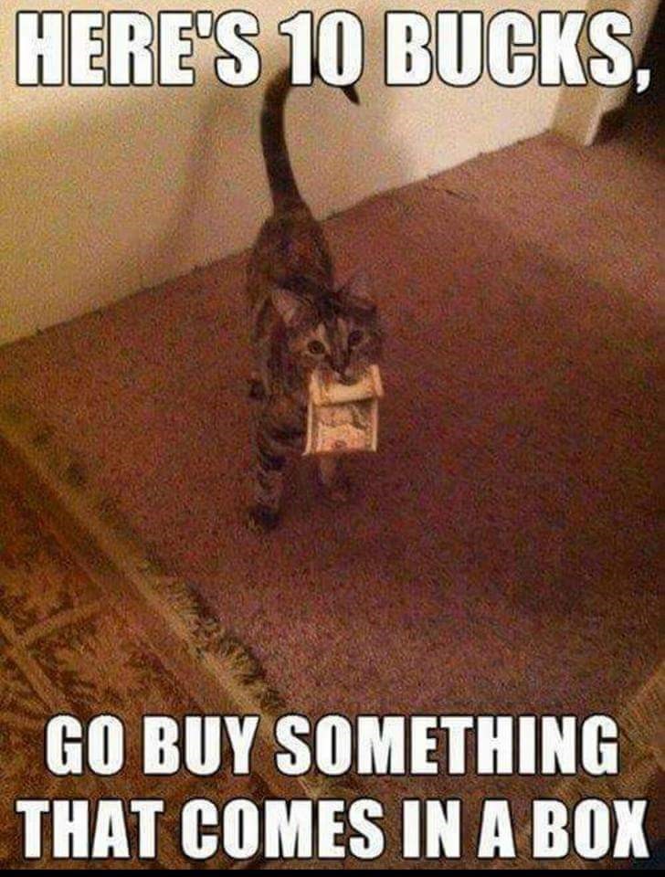 cat-heres-10-bucks-go-buy-something-comes-box.jpeg