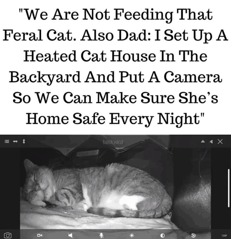 cat-house-backyard-and-put-camera-so-can-make-sure-shes-home-safe-every-night-o-c-backyard-toop.png