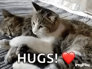 cat-hug.gif