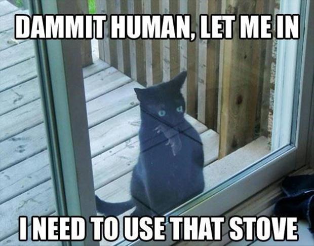 cat-humor-dammit-human-let-me-in-mouse.jpg