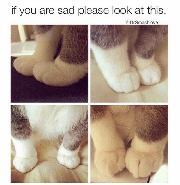 cat-if-are-sad-please-look-at-this-drsmashlove.jpeg
