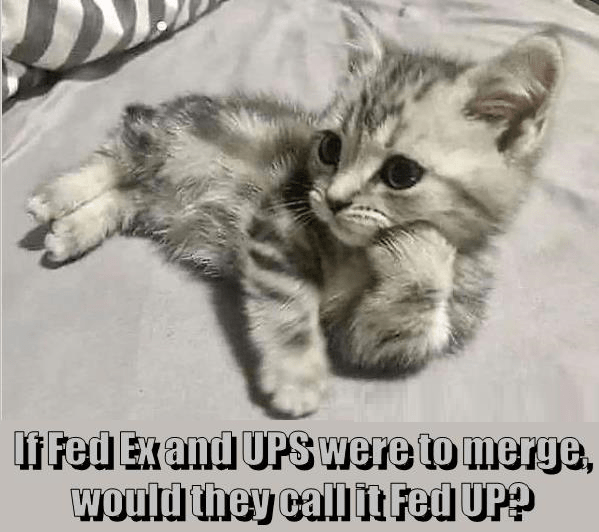 cat-if-fed-ex-and-ups-were-merge-would-they-call-fed-up.png